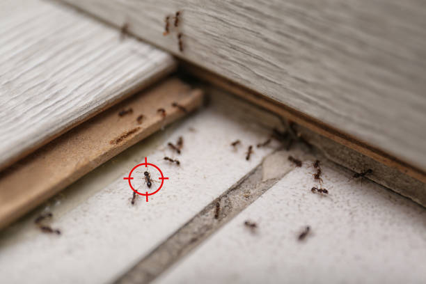 Best Bed Bug Extermination  in South Patrick Shores, FL