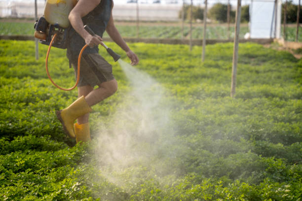 Best Local Pest Control Services  in South Patrick Shores, FL