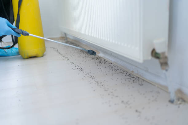 Best Flea Control Services  in South Patrick Shores, FL